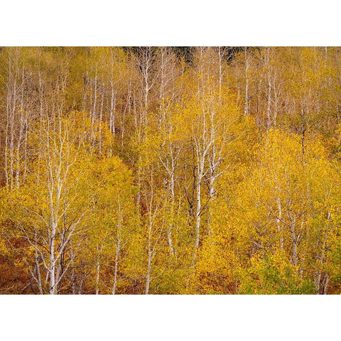 USA-Idaho-Highway 36 west of Liberty and hillsides covered with Aspens in autumn Black Modern Wood Framed Art Print by Gulin, Sylvia