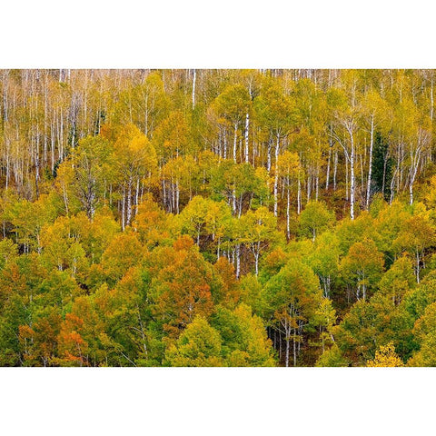 USA-Idaho-Highway 36 west of Liberty and hillsides covered with Aspens in autumn Black Modern Wood Framed Art Print by Gulin, Sylvia
