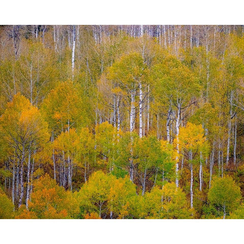 USA-Idaho-Highway 36 west of Liberty and hillsides covered with Aspens in autumn Black Modern Wood Framed Art Print with Double Matting by Gulin, Sylvia