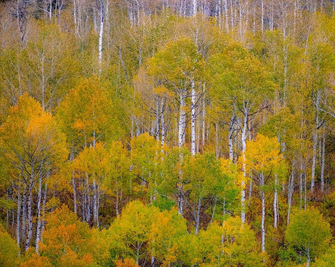 USA-Idaho-Highway 36 west of Liberty and hillsides covered with Aspens in autumn White Modern Wood Framed Art Print with Double Matting by Gulin, Sylvia