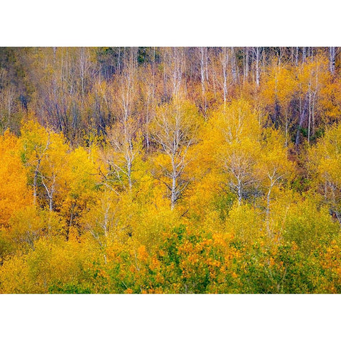 USA-Idaho-Highway 36 west of Liberty and hillsides covered with Aspens in autumn Gold Ornate Wood Framed Art Print with Double Matting by Gulin, Sylvia