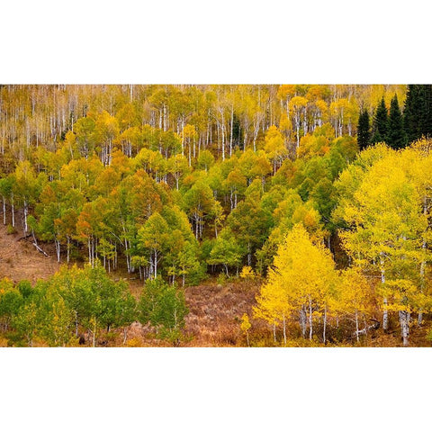 USA-Idaho-Highway 36 west of Liberty and hillsides covered with Aspens in autumn Black Modern Wood Framed Art Print by Gulin, Sylvia