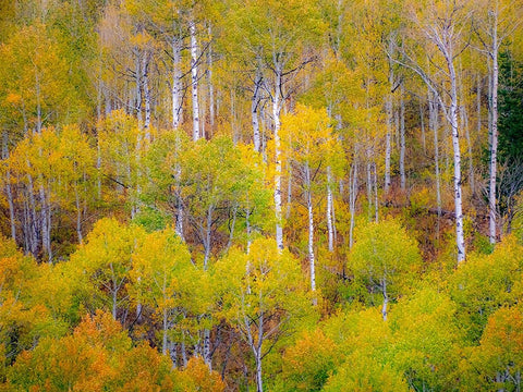 USA-Idaho-Highway 36 west of Liberty and hillsides covered with Aspens in autumn White Modern Wood Framed Art Print with Double Matting by Gulin, Sylvia