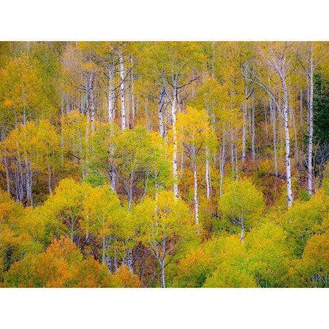 USA-Idaho-Highway 36 west of Liberty and hillsides covered with Aspens in autumn Black Modern Wood Framed Art Print by Gulin, Sylvia