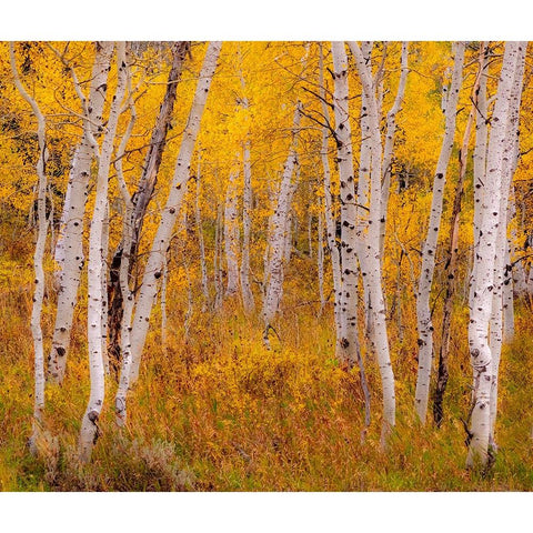 USA-Idaho-Highway 36 west of Liberty and hillsides covered with Aspens in autumn Black Modern Wood Framed Art Print by Gulin, Sylvia