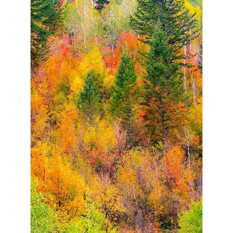 USA-Idaho-Highway 36 west of Liberty and hillsides covered with Canyon Maple and Aspens in autumn Black Modern Wood Framed Art Print with Double Matting by Gulin, Sylvia
