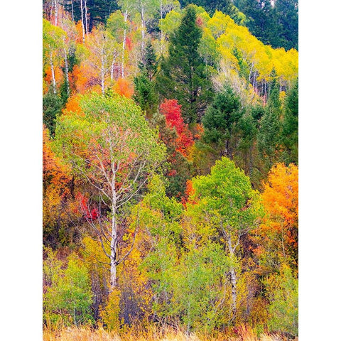 USA-Idaho-Highway 36 west of Liberty and hillsides covered with Canyon Maple and Aspens in autumn Black Modern Wood Framed Art Print by Gulin, Sylvia