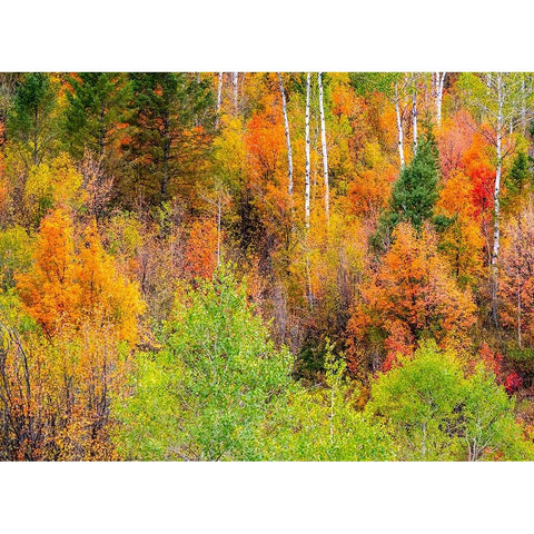 USA-Idaho-Highway 36 west of Liberty and hillsides covered with Canyon Maple and Aspens in autumn Black Modern Wood Framed Art Print by Gulin, Sylvia