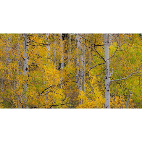 USA-Idaho-Highway 36 west of Liberty and hillsides covered with Aspens in autumn White Modern Wood Framed Art Print by Gulin, Sylvia