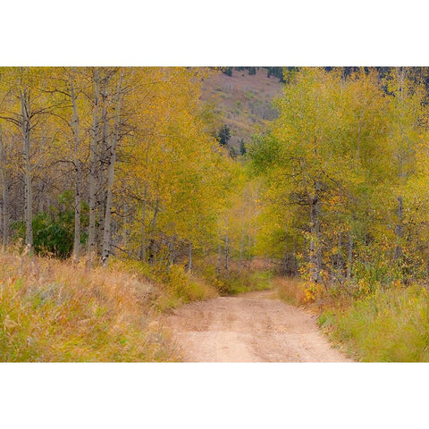 USA-Idaho-Highway 36 west of Liberty dirt road and Aspens in autumn Black Modern Wood Framed Art Print by Gulin, Sylvia
