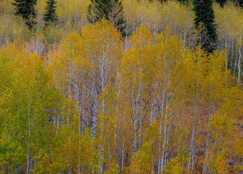 USA-Idaho-Highway 36 west of Liberty and hillsides covered with Aspens in autumn Black Ornate Wood Framed Art Print with Double Matting by Gulin, Sylvia