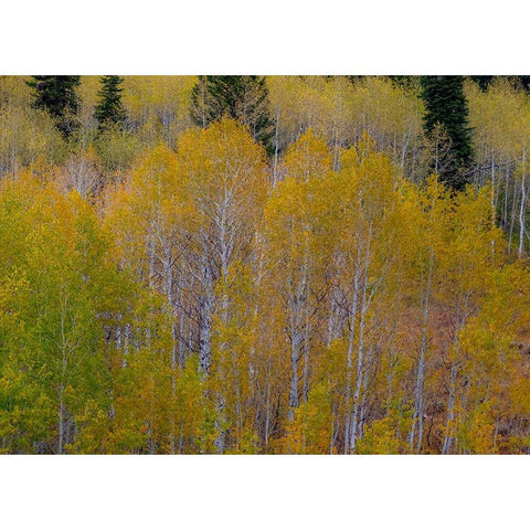 USA-Idaho-Highway 36 west of Liberty and hillsides covered with Aspens in autumn Black Modern Wood Framed Art Print with Double Matting by Gulin, Sylvia