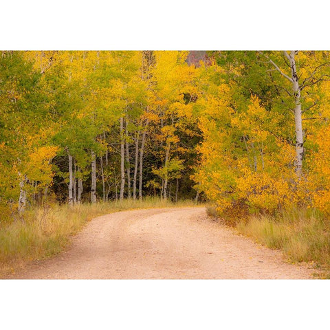 USA-Idaho-Highway 36 west of Liberty dirt road and Aspens in autumn Black Modern Wood Framed Art Print with Double Matting by Gulin, Sylvia