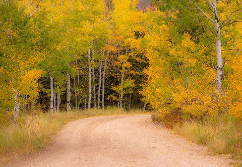 USA-Idaho-Highway 36 west of Liberty dirt road and Aspens in autumn White Modern Wood Framed Art Print with Double Matting by Gulin, Sylvia