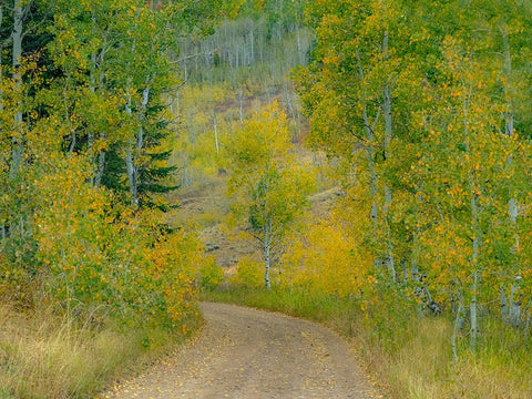 USA-Idaho-Highway 36 west of Liberty dirt road and Aspens in autumn White Modern Wood Framed Art Print with Double Matting by Gulin, Sylvia