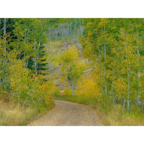 USA-Idaho-Highway 36 west of Liberty dirt road and Aspens in autumn Black Modern Wood Framed Art Print by Gulin, Sylvia