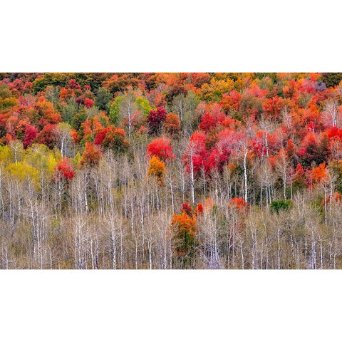 USA-Idaho-Highway 36 west of Liberty and hillsides covered with Canyon Maple and Aspens in autumn Gold Ornate Wood Framed Art Print with Double Matting by Gulin, Sylvia