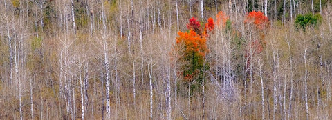 USA-Idaho-Highway 36 west of Liberty and hillsides covered with Aspens in autumn with Canyon Maple White Modern Wood Framed Art Print with Double Matting by Gulin, Sylvia