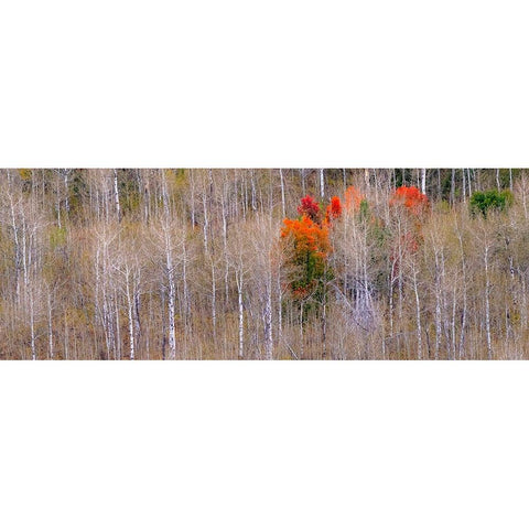 USA-Idaho-Highway 36 west of Liberty and hillsides covered with Aspens in autumn with Canyon Maple Black Modern Wood Framed Art Print by Gulin, Sylvia