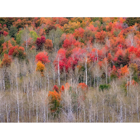 USA-Idaho-Highway 36 west of Liberty and hillsides covered with Canyon Maple and Aspens in autumn Black Modern Wood Framed Art Print by Gulin, Sylvia