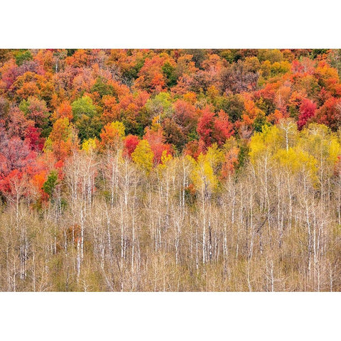 USA-Idaho-Highway 36 west of Liberty and hillsides covered with Canyon Maple and Aspens in autumn Black Modern Wood Framed Art Print with Double Matting by Gulin, Sylvia