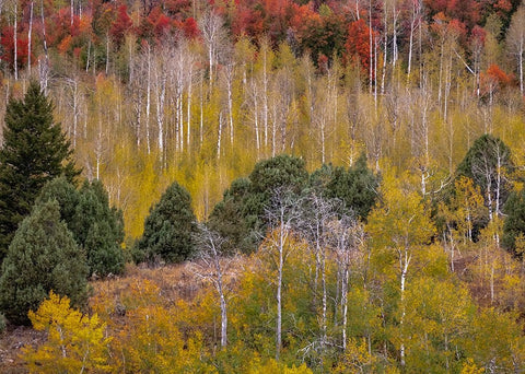 USA-Idaho-Highway 36 west of Liberty and hillsides covered with Canyon Maple and Aspens in autumn Black Ornate Wood Framed Art Print with Double Matting by Gulin, Sylvia