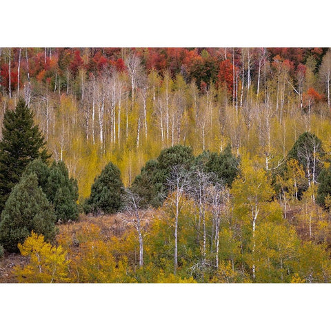 USA-Idaho-Highway 36 west of Liberty and hillsides covered with Canyon Maple and Aspens in autumn Black Modern Wood Framed Art Print with Double Matting by Gulin, Sylvia