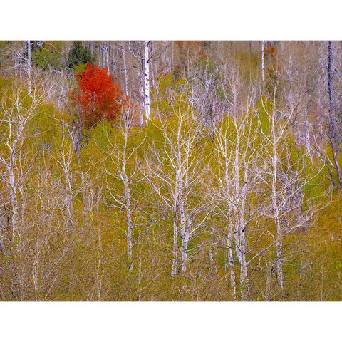 USA-Idaho-Highway 36 west of Liberty and hillsides covered with Canyon Maple and Aspens in autumn Black Modern Wood Framed Art Print with Double Matting by Gulin, Sylvia