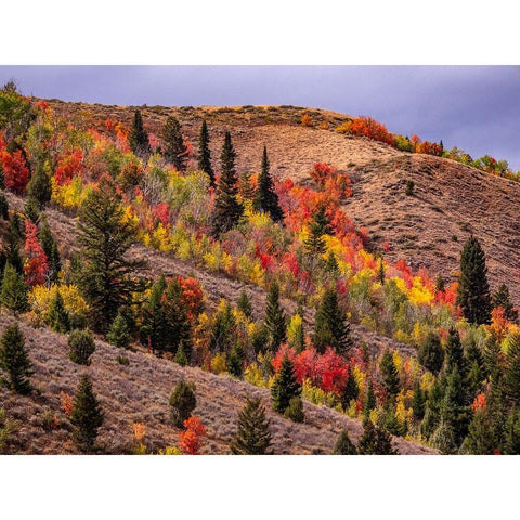 USA-Idaho-St Charles-hillside along dirt road 411 and Fall colored Canyon Maples in Reds Black Modern Wood Framed Art Print with Double Matting by Gulin, Sylvia