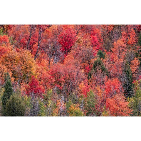 USA-Idaho-St Charles-hillside along dirt road 411 and Fall colored Canyon Maples in Reds Black Modern Wood Framed Art Print by Gulin, Sylvia