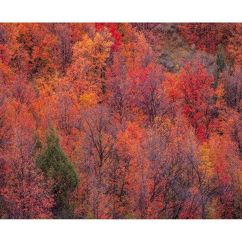 USA-Idaho-St Charles-hillside along dirt road 411 and Fall colored Canyon Maples in Reds Black Modern Wood Framed Art Print by Gulin, Sylvia