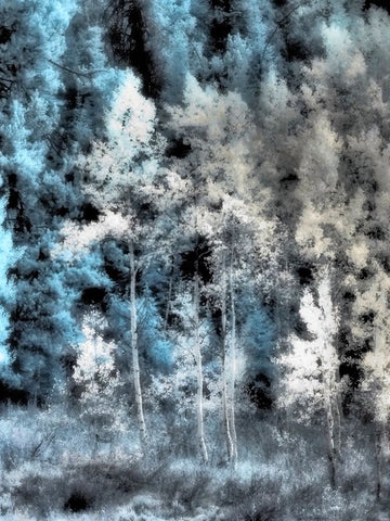 USA-Idaho-Aspens a with soft focus Black Ornate Wood Framed Art Print with Double Matting by Eggers, Terry