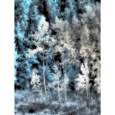 USA-Idaho-Aspens a with soft focus Black Modern Wood Framed Art Print with Double Matting by Eggers, Terry