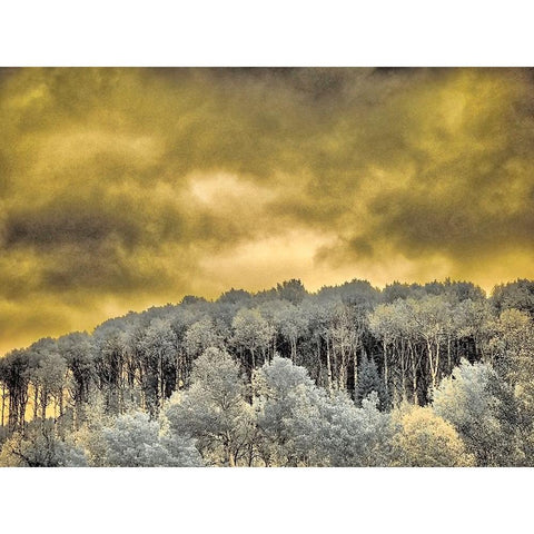 USA-Idaho-Aspens a with clouds Black Modern Wood Framed Art Print by Eggers, Terry