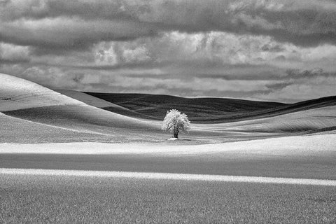 USA-Idaho-Palouse Country-Lone tree and Infrared Palouse fields White Modern Wood Framed Art Print with Double Matting by Eggers, Terry
