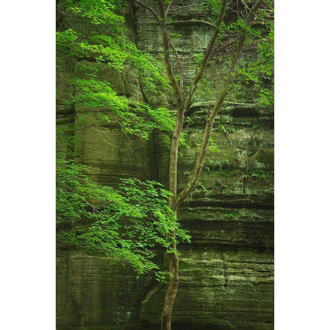 Kaskaskia Canyon-Starved Rock State Park-LaSalle County-Illinois Gold Ornate Wood Framed Art Print with Double Matting by Majchrowicz, Alan