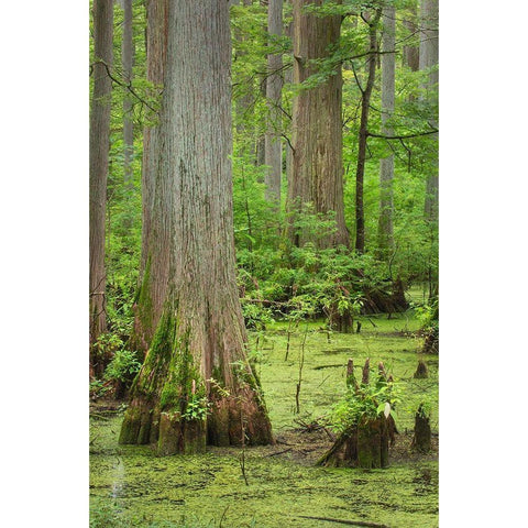 Cypress trees in Heron Pond-Cache River State Natural Area-Illinois White Modern Wood Framed Art Print by Majchrowicz, Alan