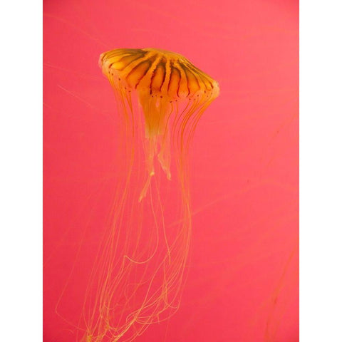 Jellyfish-Shedd Aquarium-Chicago-Illinois-USA Black Modern Wood Framed Art Print by Miller, Anna