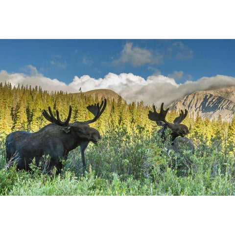 CO, Arapaho NF Two male moose grazing on bushes Black Modern Wood Framed Art Print by Illg, Cathy and Gordon