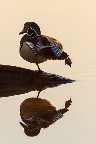 Wood Duck (Aix sponsa) male on log stretching in wetland at sunrise-Marion County-Illinois White Modern Wood Framed Art Print with Double Matting by Day, Richard and Susan