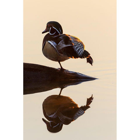 Wood Duck (Aix sponsa) male on log stretching in wetland at sunrise-Marion County-Illinois Gold Ornate Wood Framed Art Print with Double Matting by Day, Richard and Susan