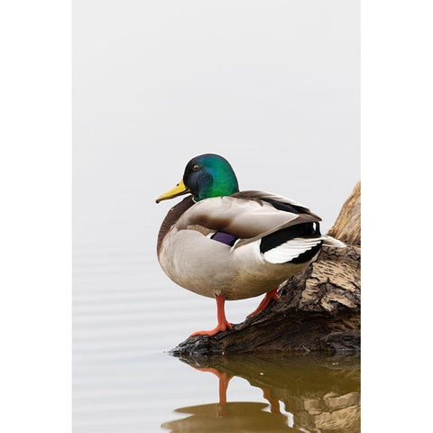 Mallard (Anas platyrhynchos) male on log in wetland-Marion County-Illinois White Modern Wood Framed Art Print by Day, Richard and Susan