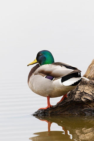 Mallard (Anas platyrhynchos) male on log in wetland-Marion County-Illinois Black Ornate Wood Framed Art Print with Double Matting by Day, Richard and Susan