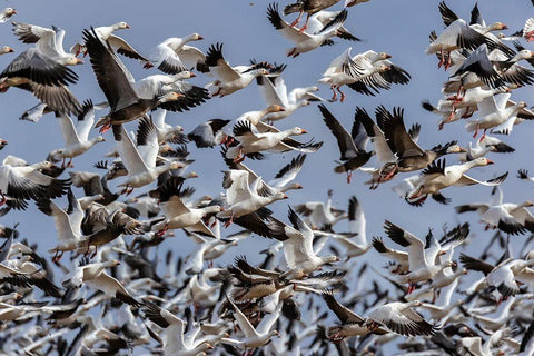 Snow Geese (Anser caerulescens) in flight-Marion County-Illinois Black Ornate Wood Framed Art Print with Double Matting by Day, Richard and Susan