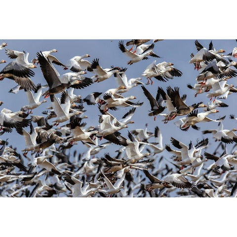 Snow Geese (Anser caerulescens) in flight-Marion County-Illinois White Modern Wood Framed Art Print by Day, Richard and Susan