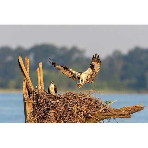 Osprey (Pandion haliaetus) landing at nest Rend Lake Jefferson County-Illinois Black Modern Wood Framed Art Print with Double Matting by Day, Richard and Susan