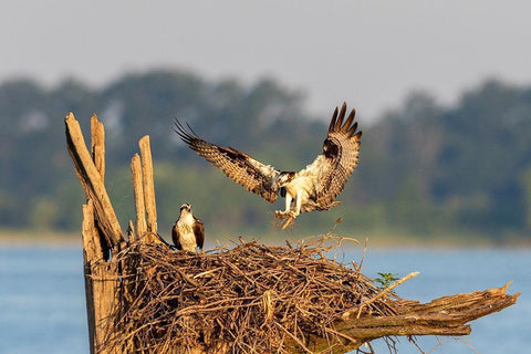 Osprey (Pandion haliaetus) landing at nest Rend Lake Jefferson County-Illinois White Modern Wood Framed Art Print with Double Matting by Day, Richard and Susan