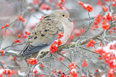 Mourning Dove (Zenaida macroura) in Winterberry bush-Marion County-Illinois White Modern Wood Framed Art Print with Double Matting by Day, Richard and Susan