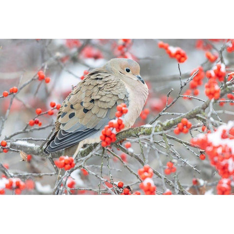 Mourning Dove (Zenaida macroura) in Winterberry bush-Marion County-Illinois Black Modern Wood Framed Art Print by Day, Richard and Susan