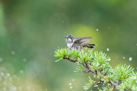 Ruby-throated Hummingbird bathing in sprinkler-Marion County-Illinois White Modern Wood Framed Art Print with Double Matting by Day, Richard and Susan